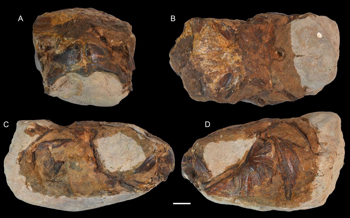 林千翔 (Chien-Hsiang Lin) tweet media