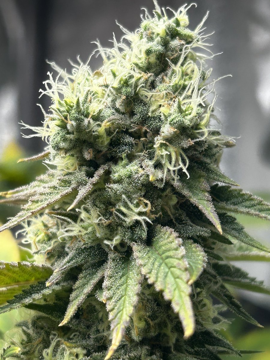 Hairy Potter tweet media