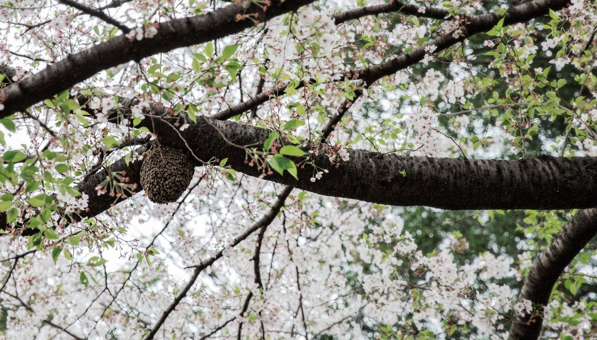 デレゲイツが再び tweet media