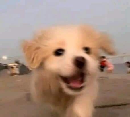 kangkengkang. tweet media