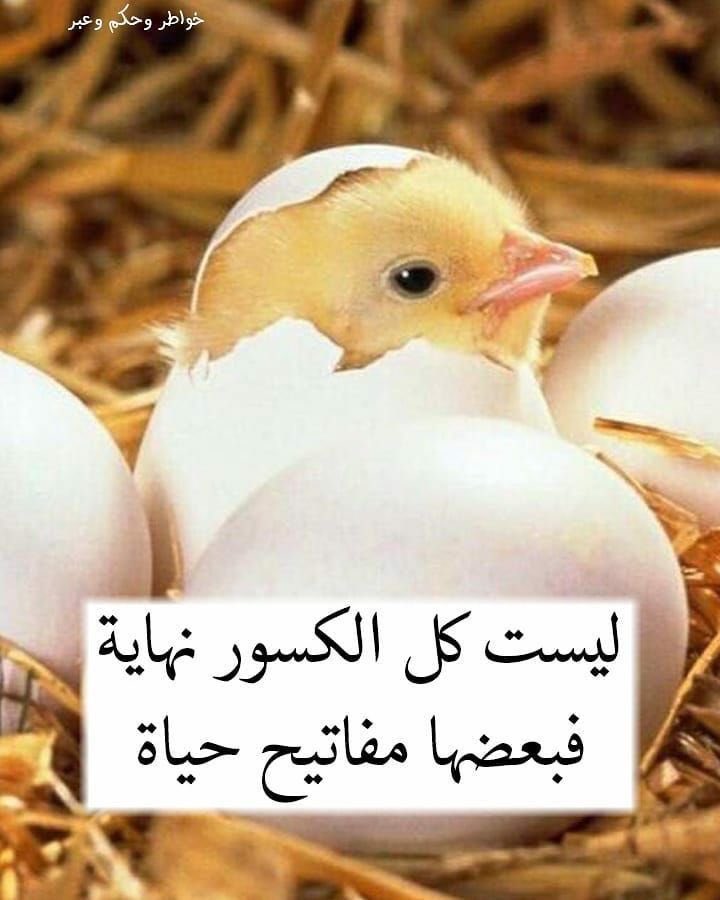 🪷النور الساطع🪷 tweet media