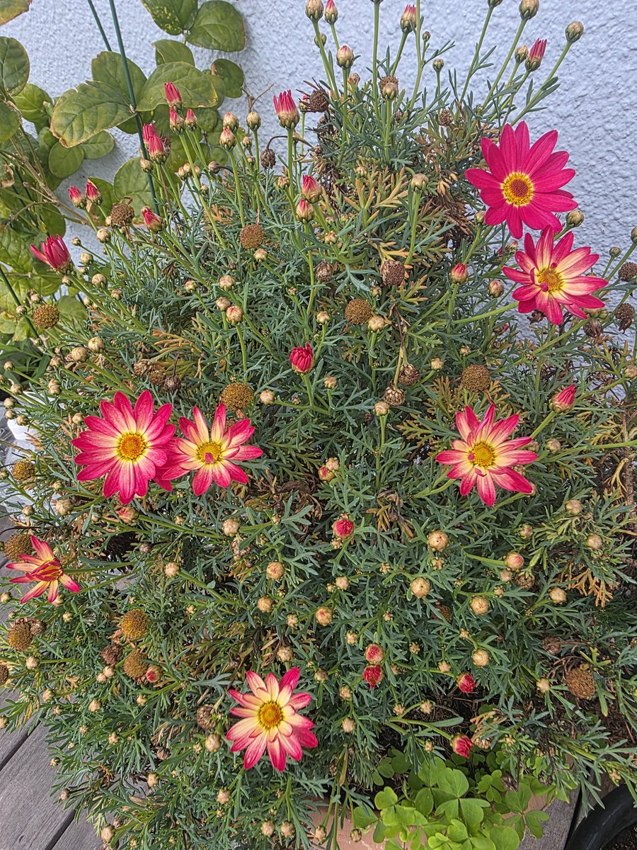 808 Cafe 10R(やおやかふぇてんあーる) tweet media