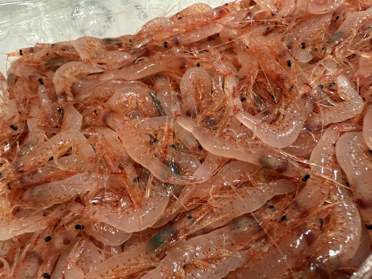 🕚 本日7日11:00〜🈺
桜海老春物が入荷🦐
水揚げされたばかりの桜海老をオーダー毎に焼き上げる、人気の限定の一つ、焼き桜海老のラボタン塩ご提供開始です🙇🏻‍♂️

⚠️また、本日レギュラー麺は肉味噌の代わりに鶏チャー仕様

🐟今日の仕入れ状況
・真鯵、岩手のタコなど‼️

本日もお待ちしております！