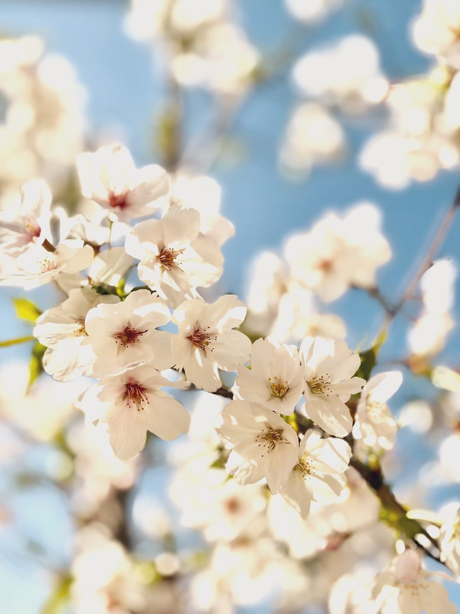 ヒラエリ🌜🌞🌛 tweet media