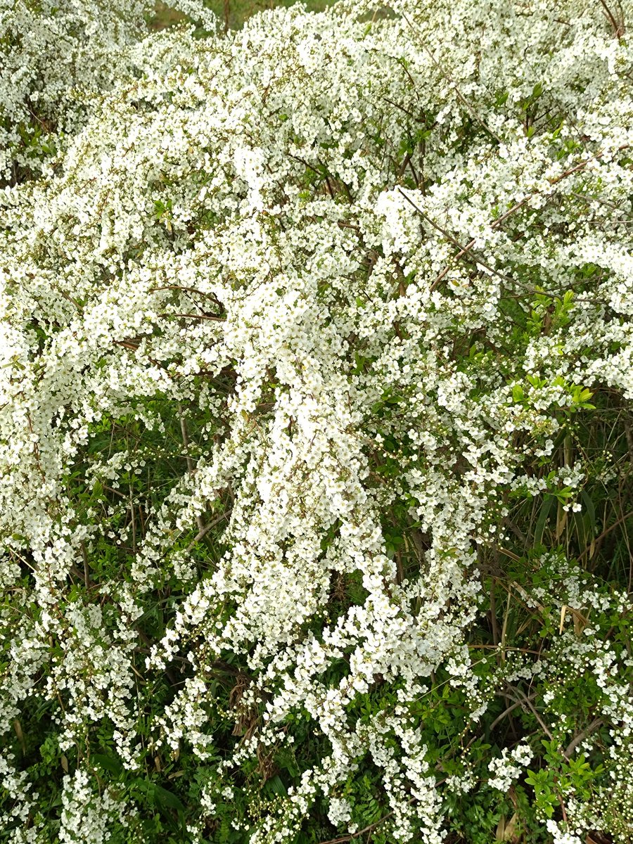 brokenburgh tweet media