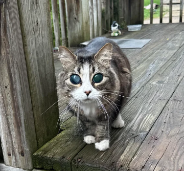 ClydeTrading's tweet photo. geniunely, how the fuck has no one even tried devving this?

there's a cat going extremely viral on reddit right now because of the EXTREMELY rare eyes.

is this the next glorp?

https://t.co/0zlhdLQ2qN https://t.co/FcXg920JCx