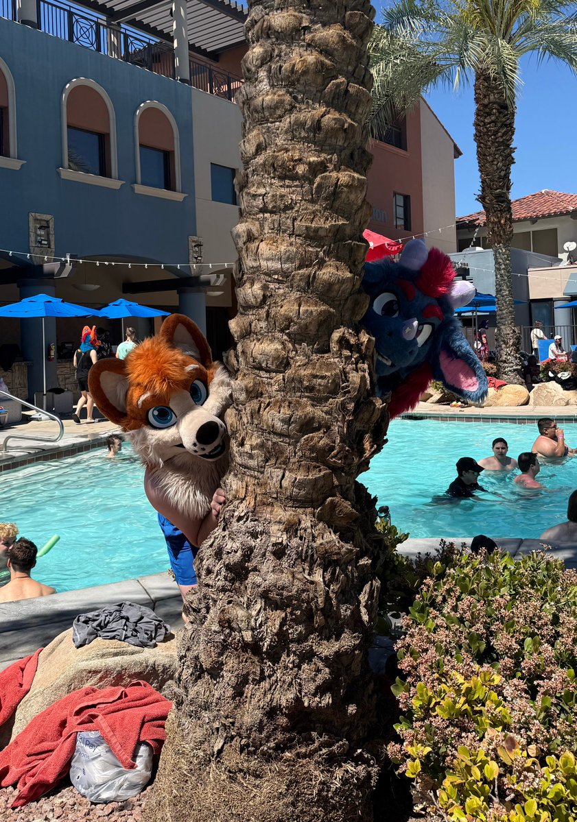 Toffee Corg tweet media