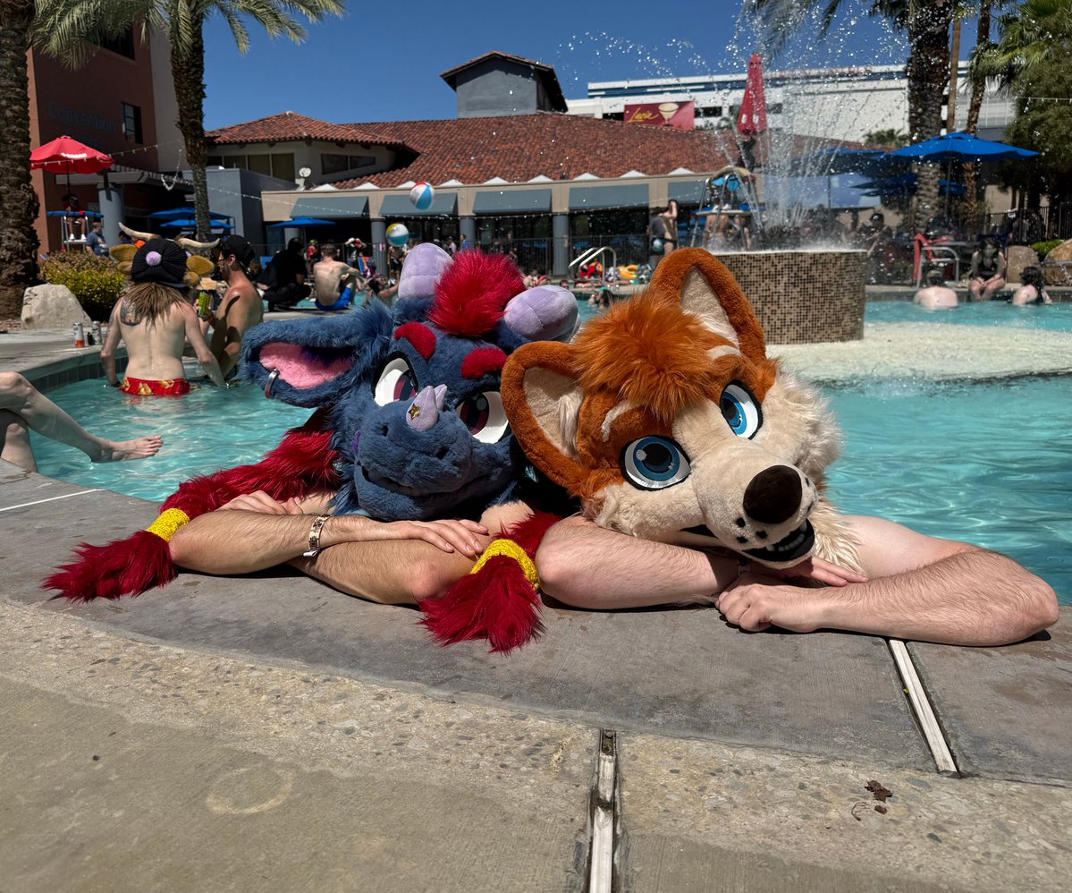 Toffee Corg tweet media