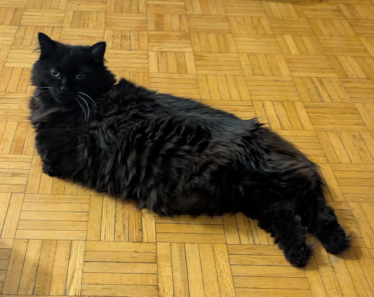 Jackson The Cat tweet media