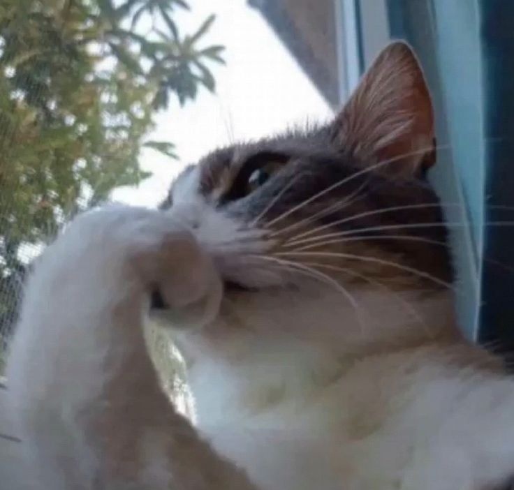 `Mel..🧙🏻‍♀️ tweet media