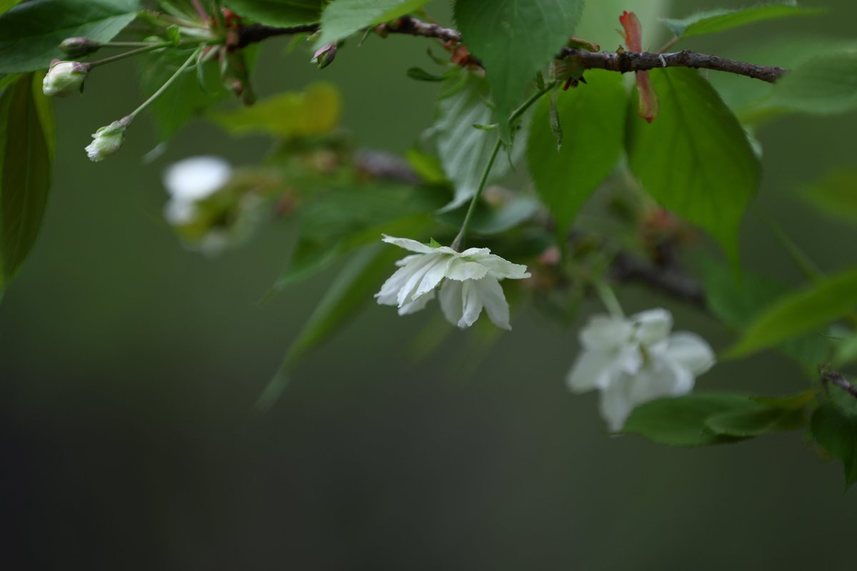 神代植物公園 【公式】 tweet media