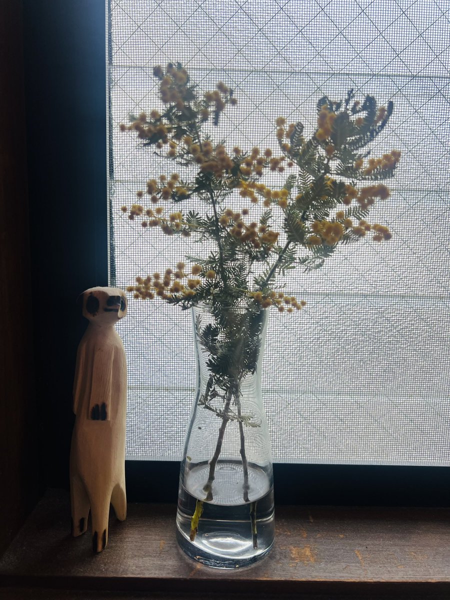 Momoko Iijima tweet media