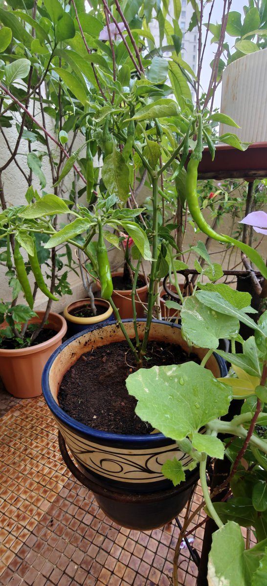 Swati Garekar tweet media