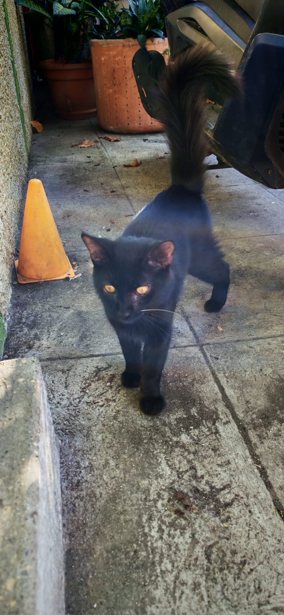 Lyss 🇸🇻 tweet media