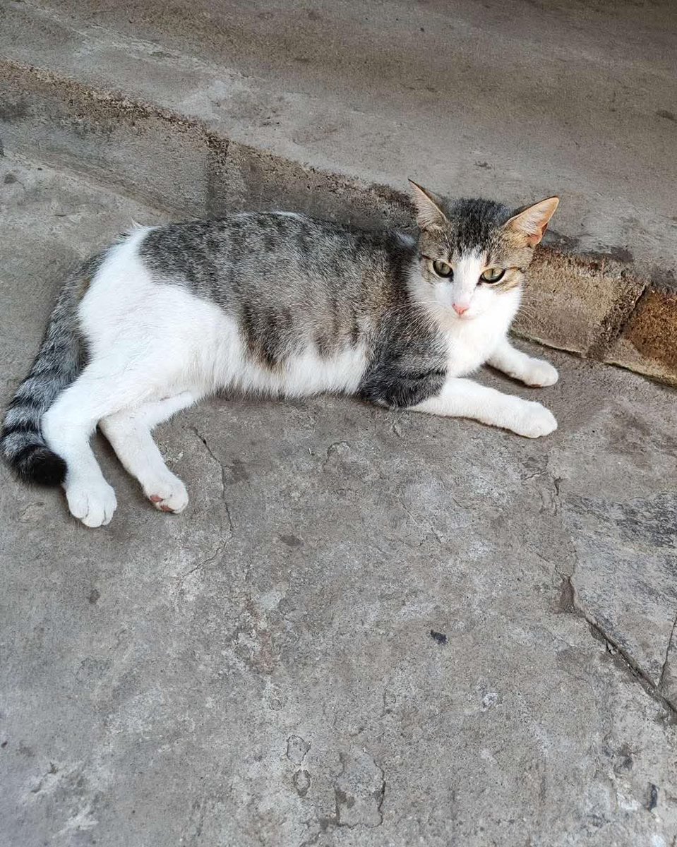 Lyss 🇸🇻 tweet media