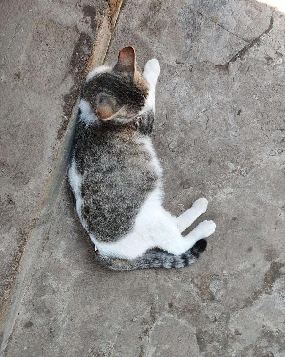 Lyss 🇸🇻 tweet media