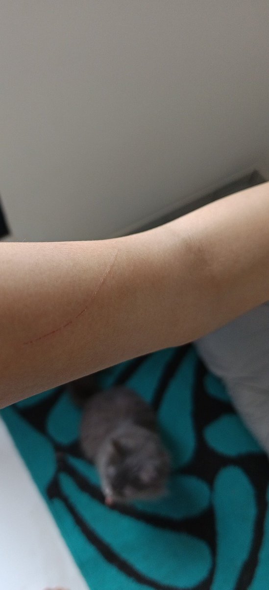 kelakuan si kucing garong