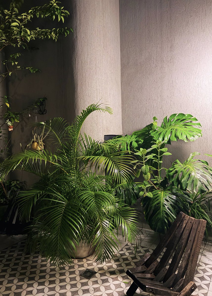 Super Pichón tweet media