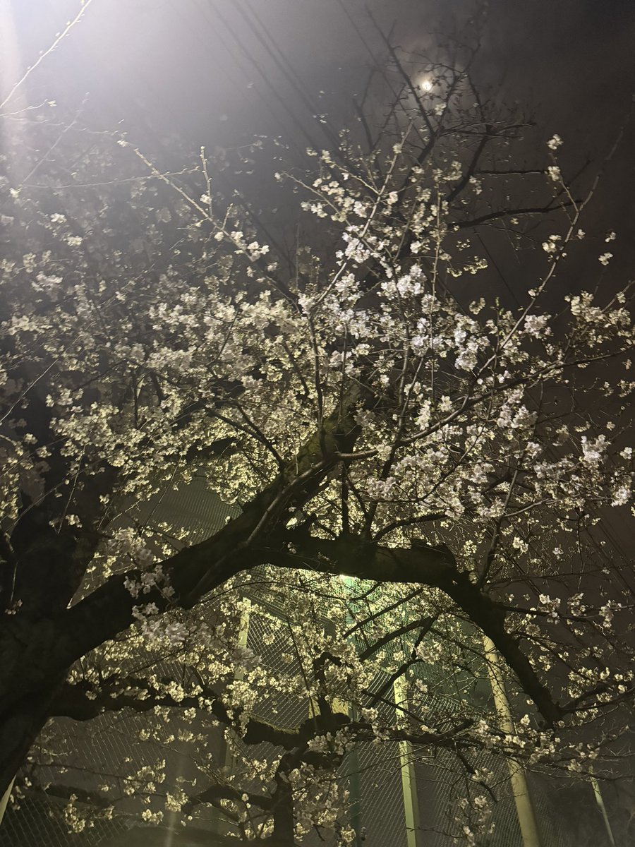 あき**🧚ハッピーウイルス🌟 tweet media