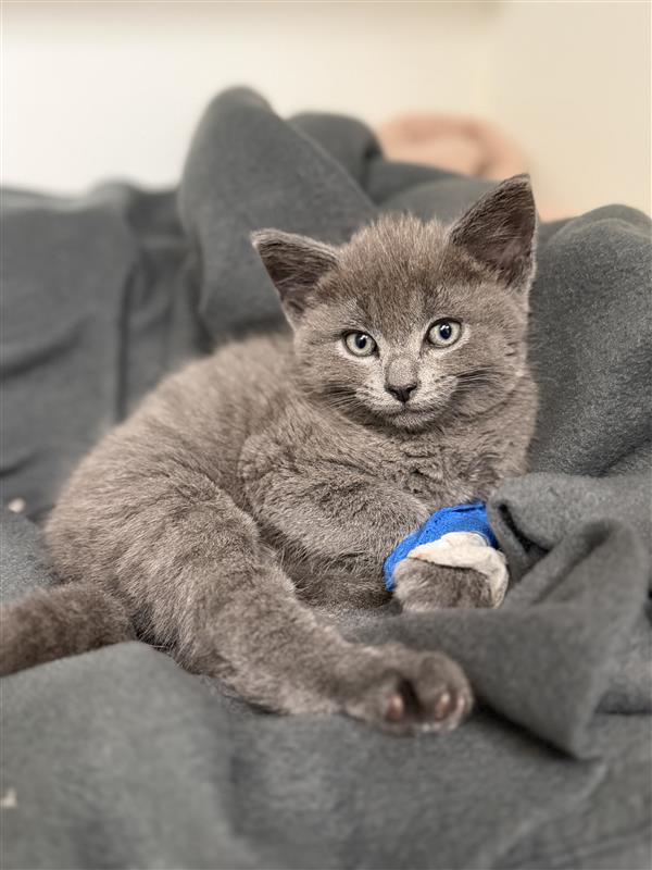 lortsmith tweet media