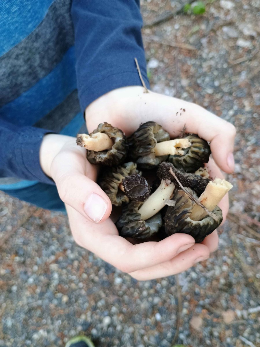 Velexane's tweet photo. Morel mushrooms! ✨ https://t.co/b7ZrA3fEYy