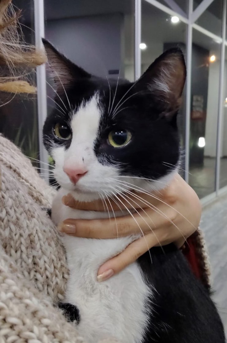 Larrotica tweet media