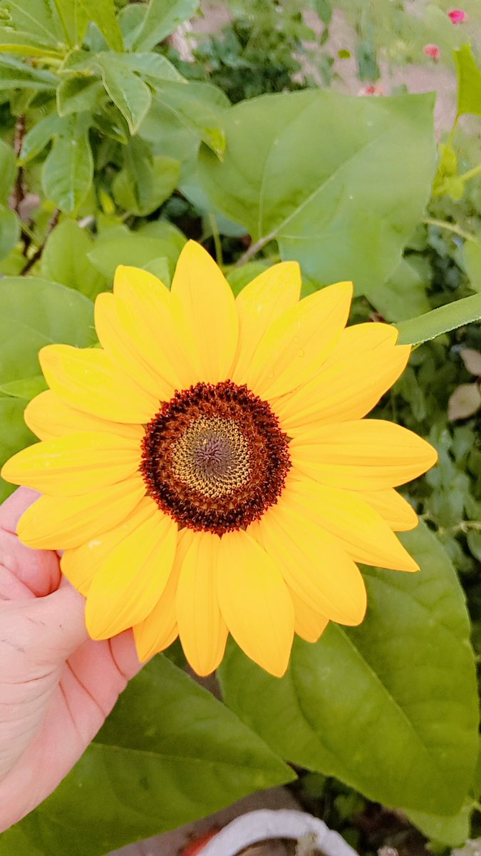 ˖ ˚ ･ ｡ tweet media