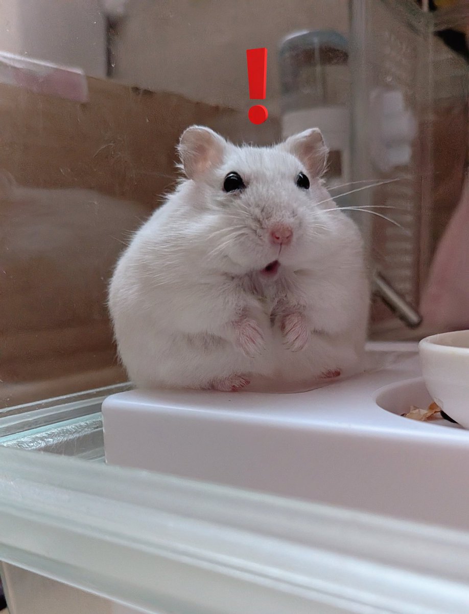 翔太郎@ホシクイ tweet media