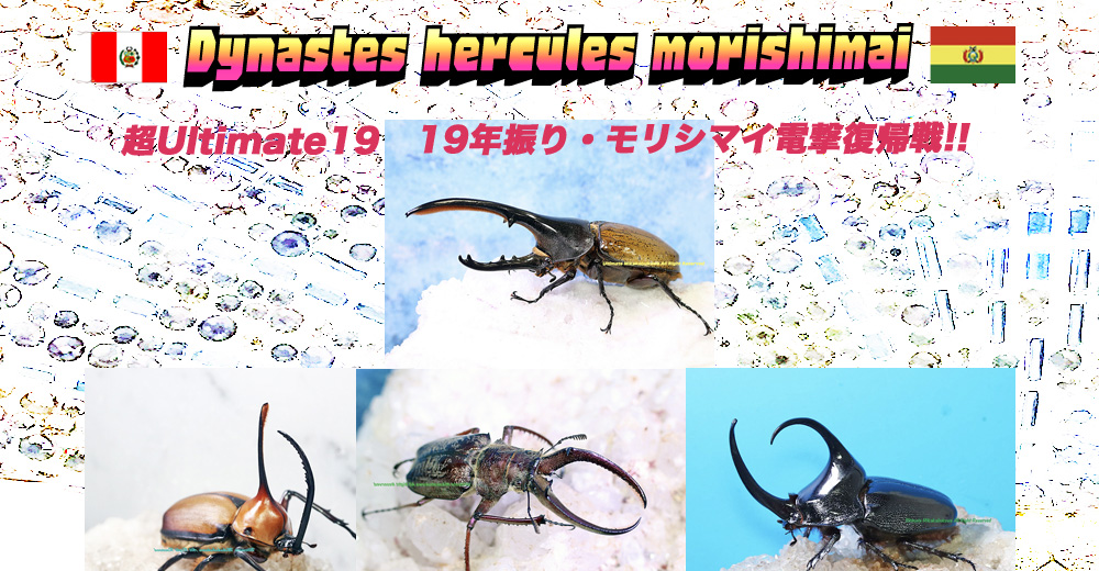 2026,4/4新着WILD 超Ultimate19 南米ボリビア&ペルー便 衝撃!!!19年