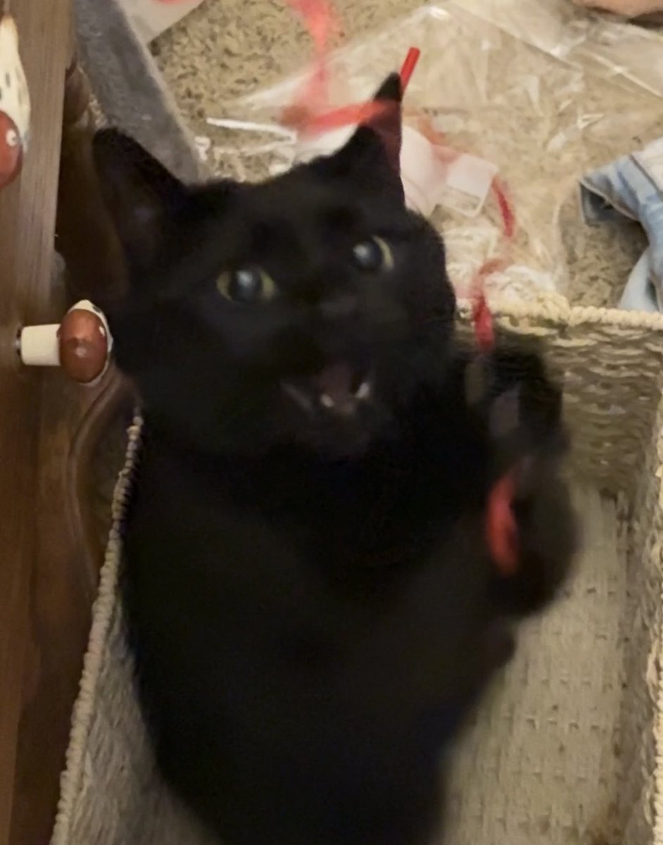 annie! 🧜🏻‍♂️🌟 tweet media