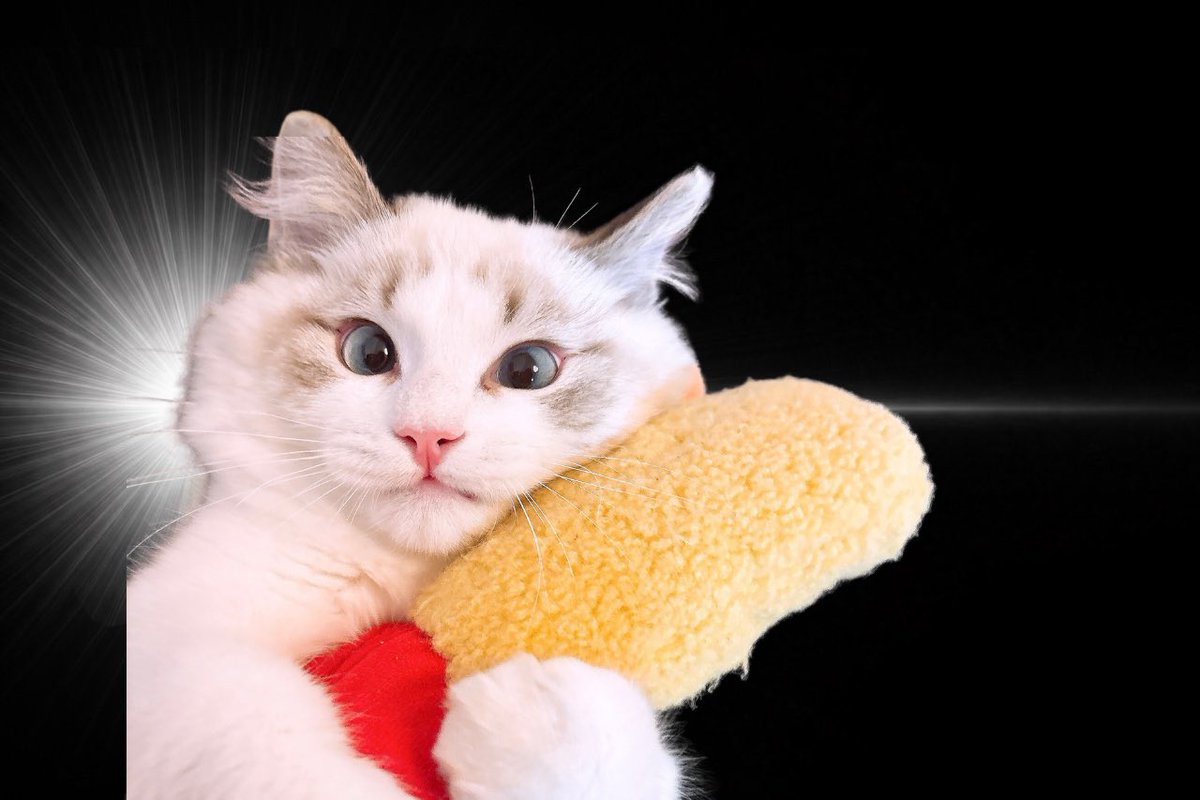 SHON🌷40DJ出展5/9-10!! tweet media