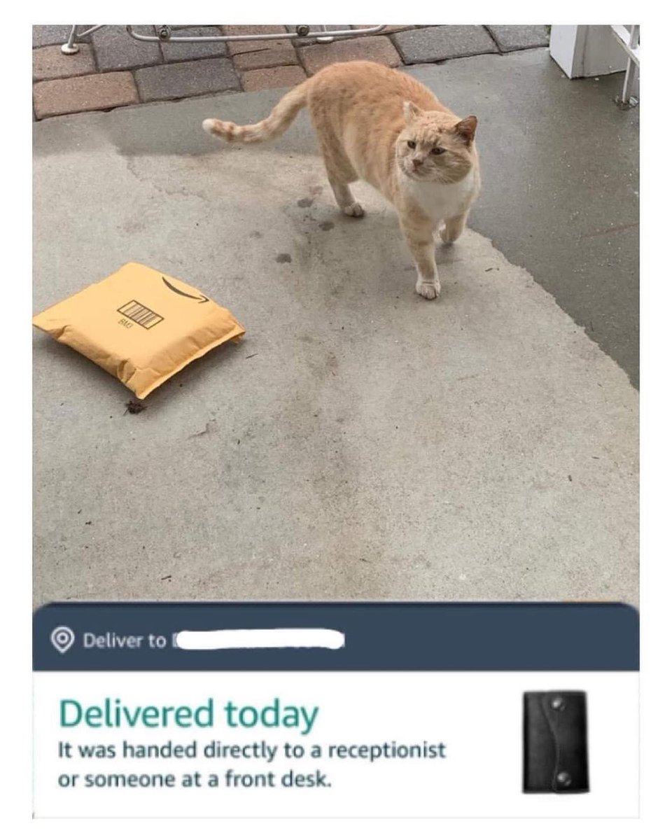 Punch Cat tweet media