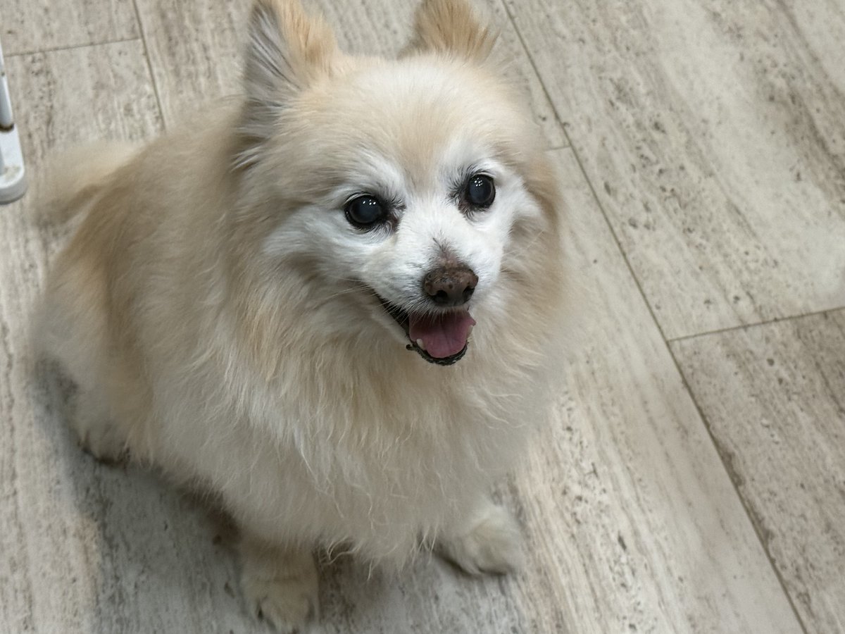 HWAHSeniorPets's tweet image. Everyone is SUPPOSED to be asleep - but either Bobby didn't get the memo or didn't get enough treats!!!!
 #DogLovers #FurryFriend #DogDaily