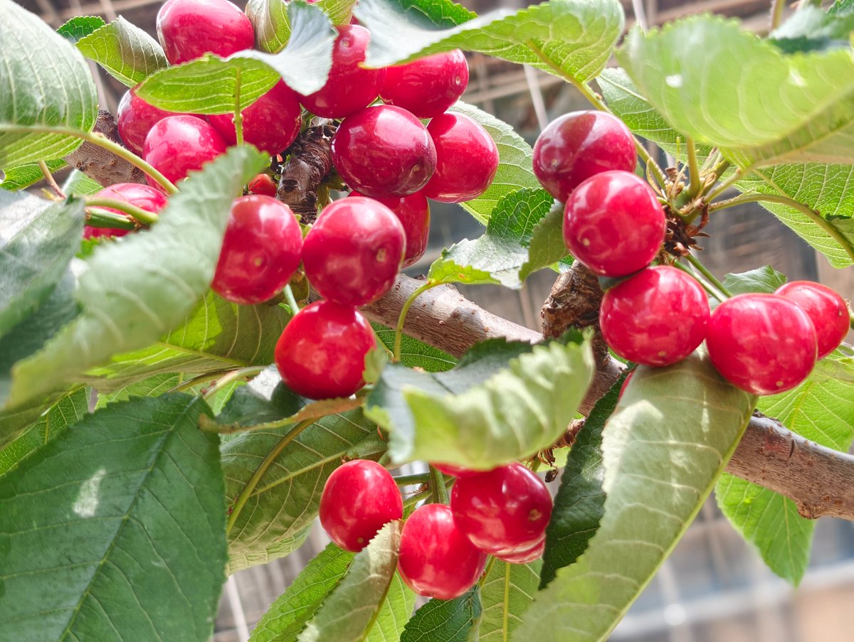 HiGansu's tweet image. 🤤🍒How mouthwatering! Inside the cherry greenhouse in Qingshui County, Tianshui City, bright red "Meizao" #cherries cluster all over the branches. Each fruit is plump and large, with a vibrant and enticing color. capturing the most delicious flavors of spring.#fruits #farming