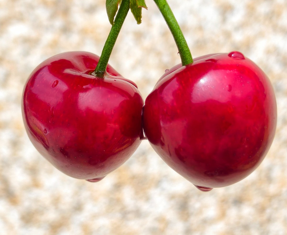 HiGansu's tweet image. 🤤🍒How mouthwatering! Inside the cherry greenhouse in Qingshui County, Tianshui City, bright red "Meizao" #cherries cluster all over the branches. Each fruit is plump and large, with a vibrant and enticing color. capturing the most delicious flavors of spring.#fruits #farming