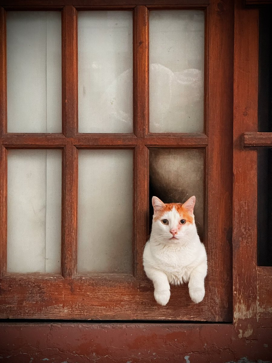 fermicarelli's tweet photo. El gato en la ventana https://t.co/TdS1tVXbvz