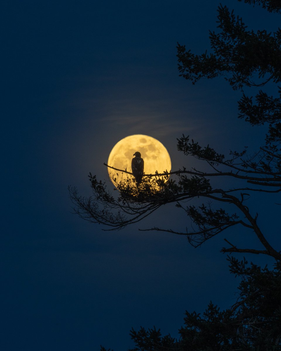 Josh Palmer tweet media