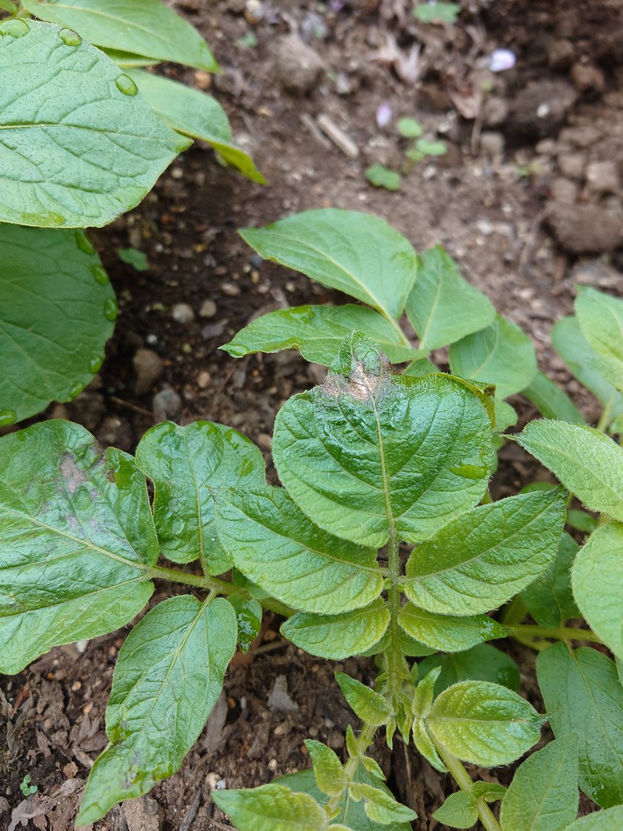 ぱーま tweet media