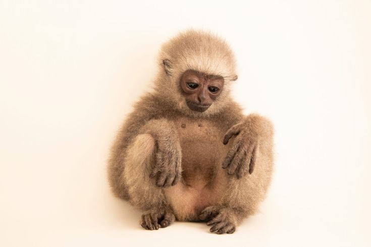 rilakkuma(0/23kg) tweet media