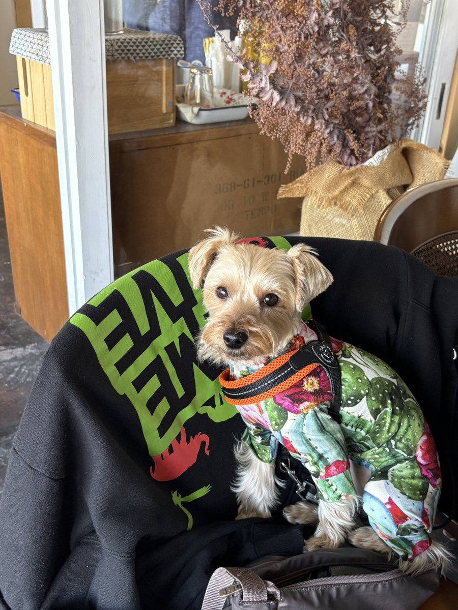 ジャムスタンマジック tweet media