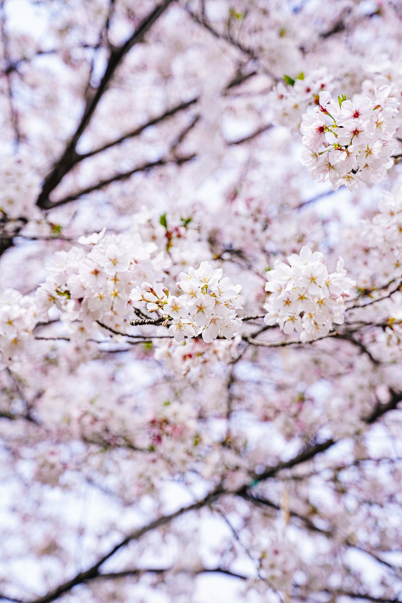 hellohubei_'s tweet image. Come share the spring you captured with us. 🌸

📍 Dijiao Park
📍 No. 2058 Jiefang ave, Jiang'an district, Wuhan, Hubei
🕰️ Best viewing: mid-March to early April
🎫 Free entry
🚇 Metro Line 1, Dijiao Station (direct access)

#SpringInChina #TechCity #BeautifulChina #ChinaTravel