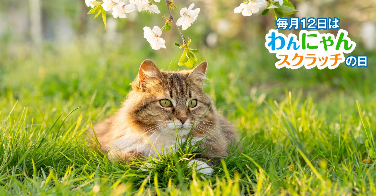 毎月12日は、 #わんにゃんスクラッチ の日 ＼ 私の特等席ニャン！ 桜の