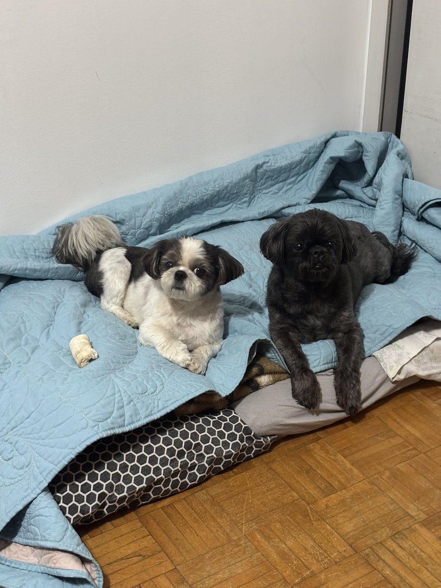 Tainá Debetio tweet media