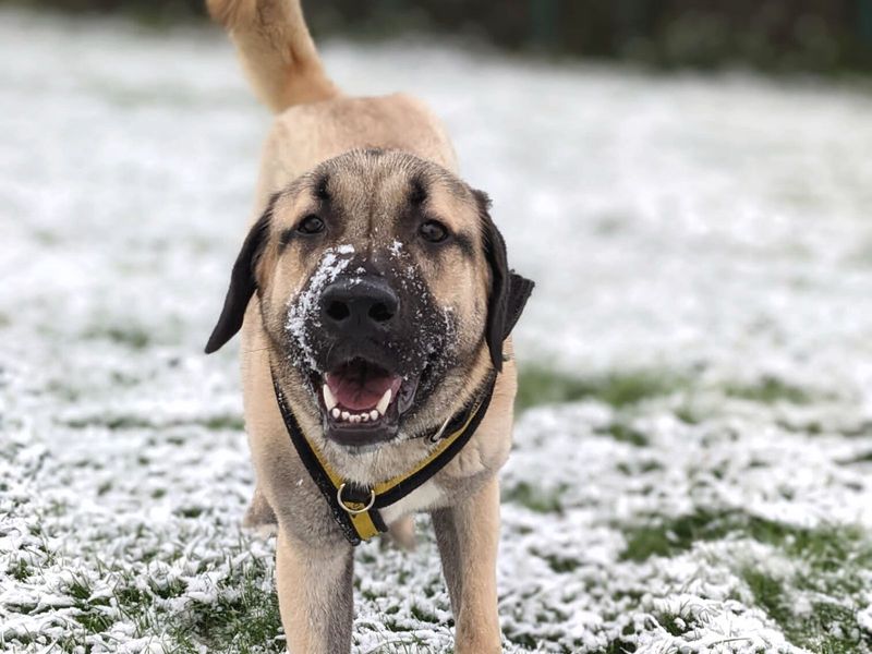 Captivating Canines tweet media