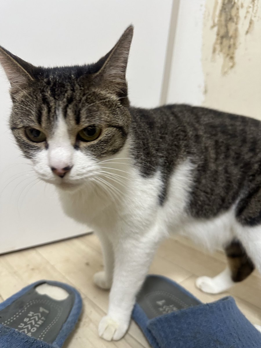 カルマ tweet media