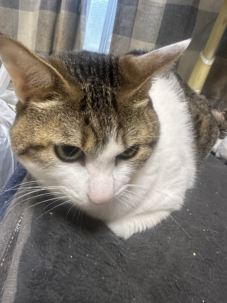 カルマ tweet media