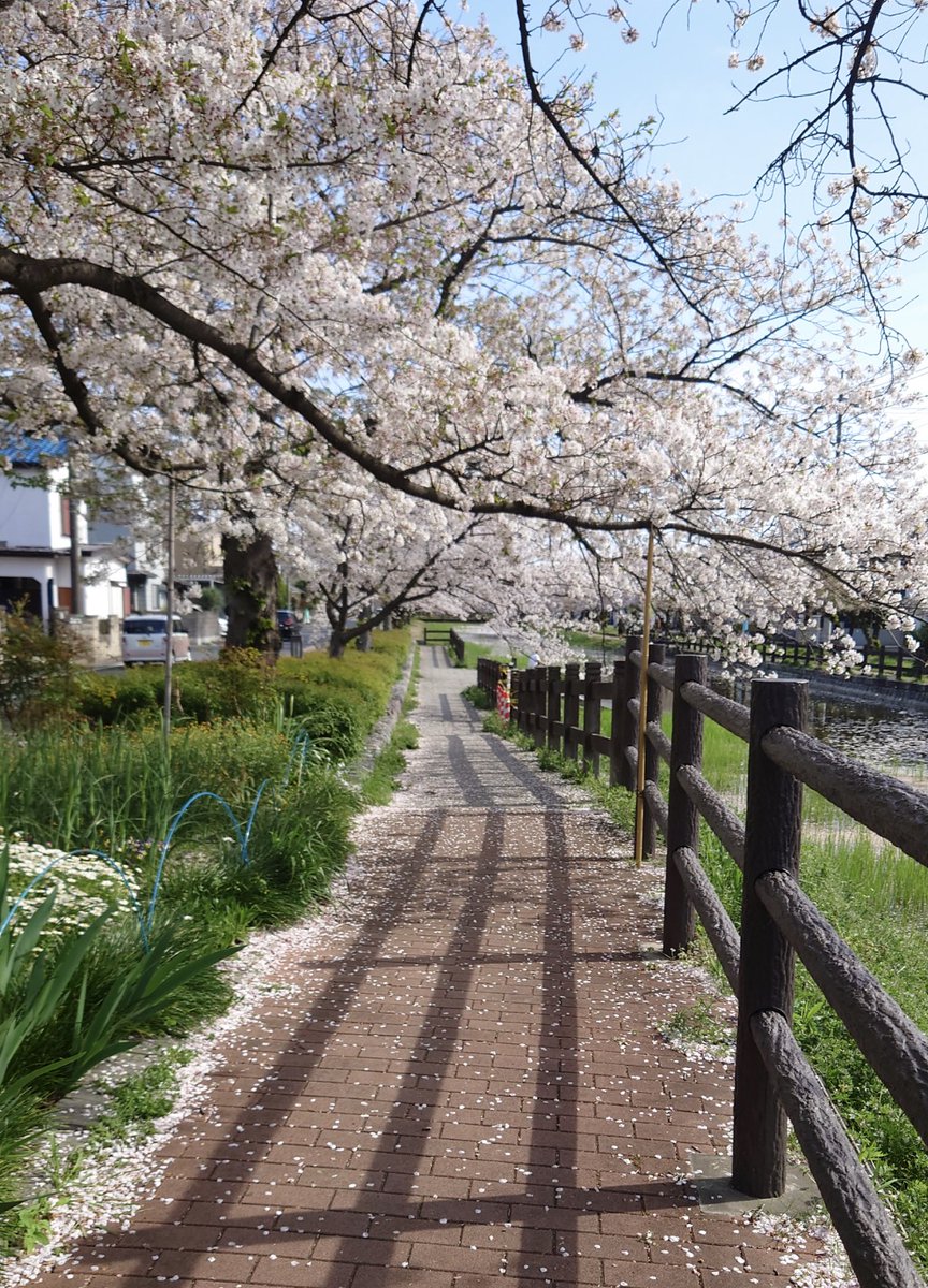 marikointhecafe's tweet photo. 🌿鳩さん逍遥
#Enjoytoday(*^^*)/
桜の花びら舞う中 鳩さん逍遥。哲学鳩さんです。鳩さんに語りかけられました。
「なにしおはば、いざ言問わん。そこにはーとはありやなしやと」(意訳 そこにはーと♡はあるんかい?)
答えました「うん。もちろん、はーと♡のピジョン(ビジョン)だぉ。 https://t.co/anpH6JrGZd