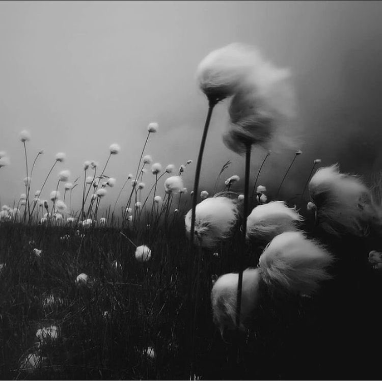 @AA. writer -narrates tweet media