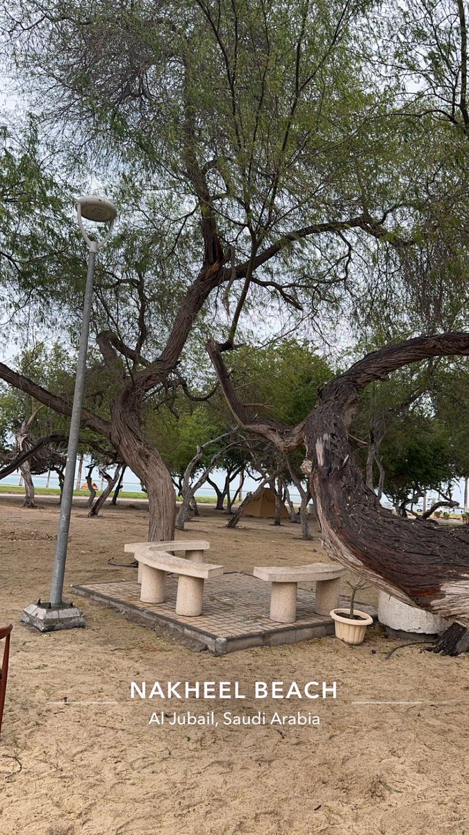 فايز tweet media