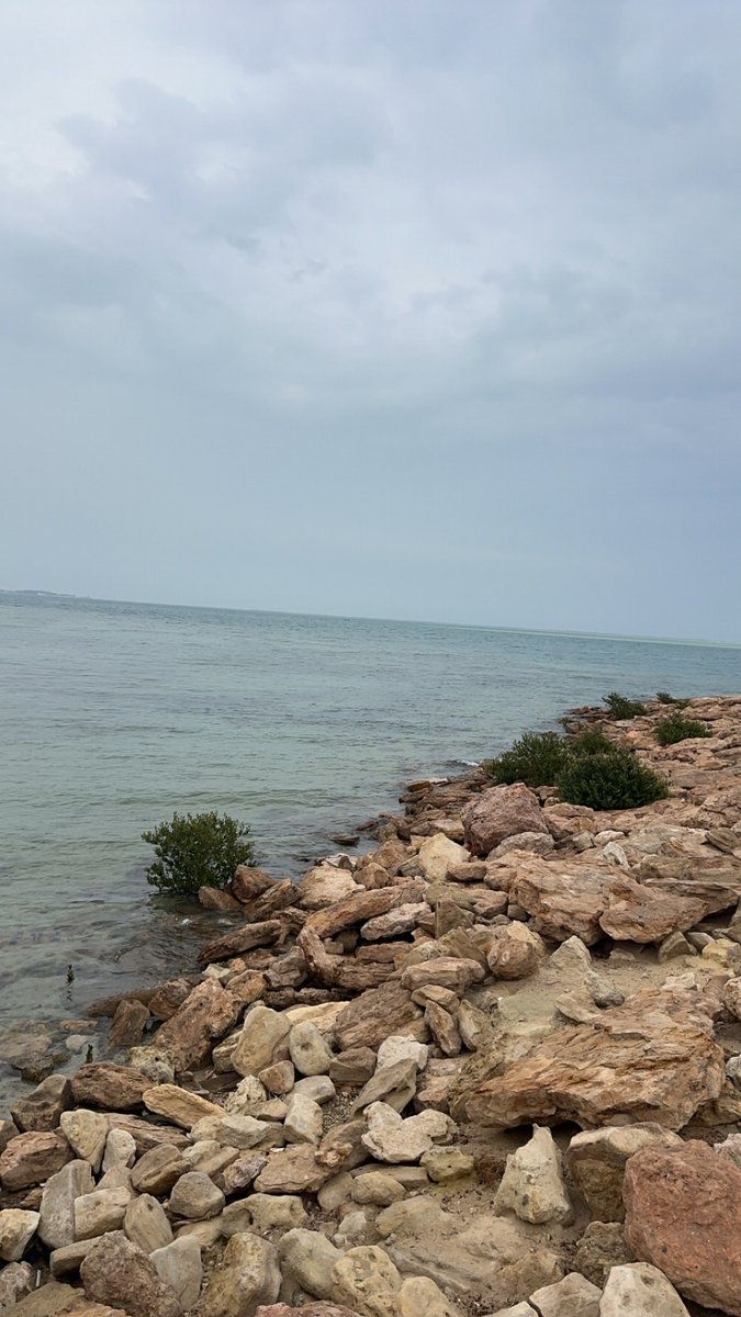 فايز tweet media